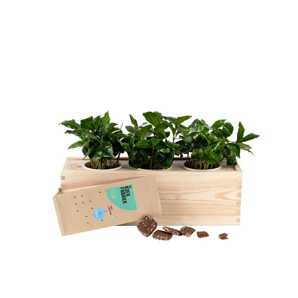 Coffee out of the Box 'tasty break' - L