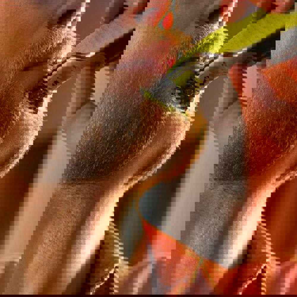 Philips OneBlade 360